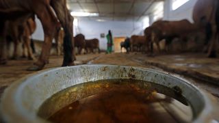 Uttar Pradesh has approved a policy push linked to the use of cow dung for income generation in the farm sector